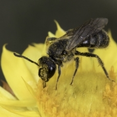 Lasioglossum (Chilalictus) sp. (genus & subgenus) at McKellar, ACT - 14 Nov 2023 11:09 AM