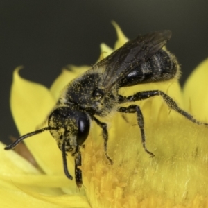 Lasioglossum (Chilalictus) sp. (genus & subgenus) at Croke Place Grassland (CPG) - 14 Nov 2023