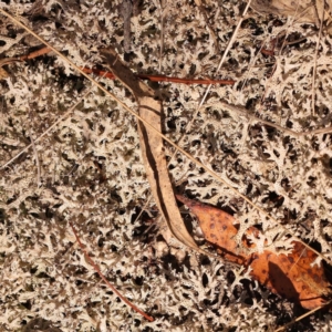 Cladia corallaizon at Pomaderris Nature Reserve - 12 Nov 2023