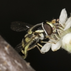 Simosyrphus grandicornis (Common hover fly) at Croke Place Grassland (CPG) - 14 Nov 2023 by kasiaaus