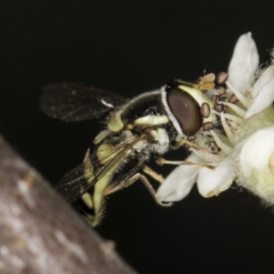 Simosyrphus grandicornis (Common hover fly) at McKellar, ACT - 14 Nov 2023 by kasiaaus