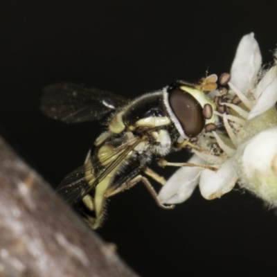 Simosyrphus grandicornis (Common hover fly) at Croke Place Grassland (CPG) - 14 Nov 2023 by kasiaaus