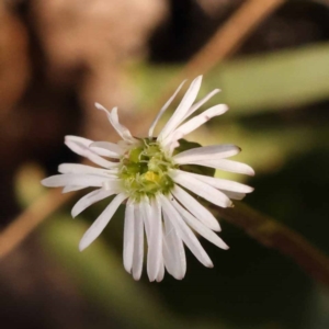 Lagenophora stipitata at Pomaderris Nature Reserve - 12 Nov 2023