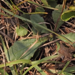 Lagenophora stipitata at Pomaderris Nature Reserve - 12 Nov 2023