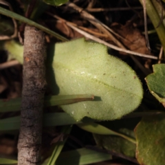 Lagenophora stipitata at Pomaderris Nature Reserve - 12 Nov 2023