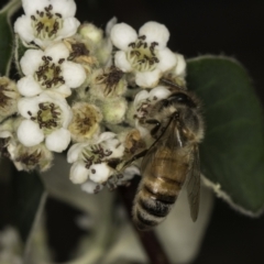 Apis mellifera (European honey bee) at McKellar, ACT - 14 Nov 2023 by kasiaaus