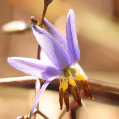 Dianella revoluta (Black-Anther Flax Lily) at Pomaderris Nature Reserve - 12 Nov 2023 by ConBoekel