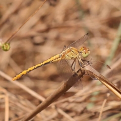 Diplacodes bipunctata (Wandering Percher) at Pomaderris Nature Reserve - 11 Nov 2023 by ConBoekel