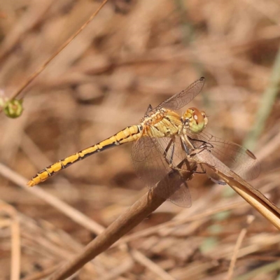 Diplacodes bipunctata (Wandering Percher) at Pomaderris Nature Reserve - 11 Nov 2023 by ConBoekel