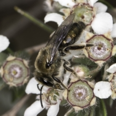 Leioproctus (Leioproctus) amabilis (A plaster bee) at McKellar, ACT - 14 Nov 2023 by kasiaaus