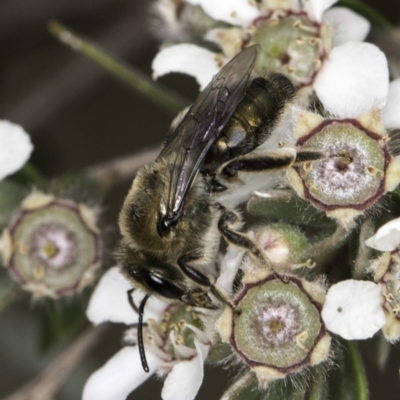 Leioproctus (Leioproctus) amabilis (A plaster bee) at McKellar, ACT - 14 Nov 2023 by kasiaaus