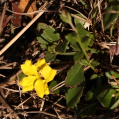 Goodenia hederacea subsp. hederacea (Ivy Goodenia, Forest Goodenia) at Pomaderris Nature Reserve - 11 Nov 2023 by ConBoekel