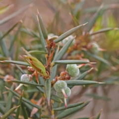 Lissanthe strigosa subsp. subulata (Peach Heath) at Pomaderris Nature Reserve - 12 Nov 2023 by ConBoekel