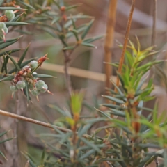 Lissanthe strigosa subsp. subulata at Pomaderris Nature Reserve - 12 Nov 2023 10:54 AM