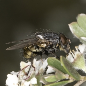 Calliphora stygia at Croke Place Grassland (CPG) - 14 Nov 2023