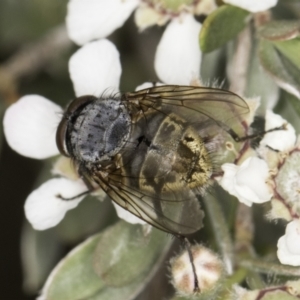 Calliphora stygia at Croke Place Grassland (CPG) - 14 Nov 2023