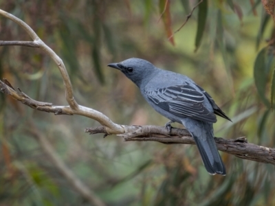 Edolisoma tenuirostre (Common Cicadabird) at Mount Majura - 15 Nov 2023 by trevsci