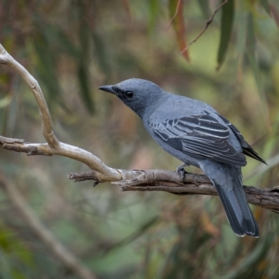 Edolisoma tenuirostre (Common Cicadabird) at Majura, ACT - 14 Nov 2023 by trevsci