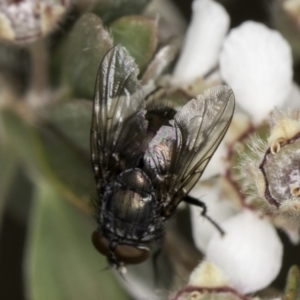 Calliphoridae (family) at McKellar, ACT - 14 Nov 2023