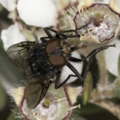 Calliphoridae (family) at McKellar, ACT - 14 Nov 2023