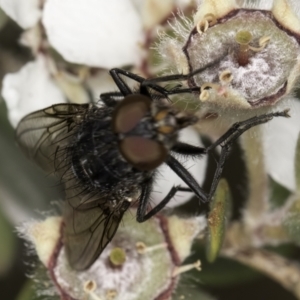 Calliphoridae (family) at McKellar, ACT - 14 Nov 2023