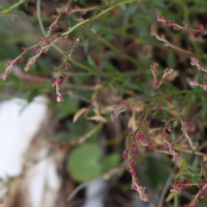 Gonocarpus tetragynus at Pomaderris Nature Reserve - 12 Nov 2023 10:30 AM