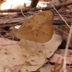 Heteronympha merope (Common Brown Butterfly) at Pomaderris Nature Reserve - 12 Nov 2023 by ConBoekel