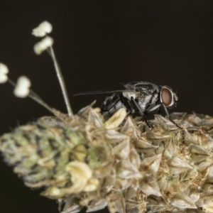 Diptera (order) at Croke Place Grassland (CPG) - 14 Nov 2023