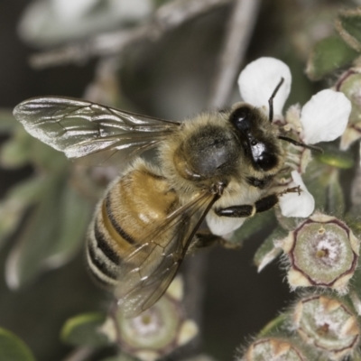 Apis mellifera (European honey bee) at McKellar, ACT - 14 Nov 2023 by kasiaaus