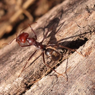 Iridomyrmex purpureus (Meat Ant) at Pomaderris Nature Reserve - 12 Nov 2023 by ConBoekel