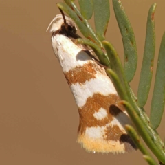 Olbonoma triptycha at Pomaderris Nature Reserve - 11 Nov 2023 by ConBoekel