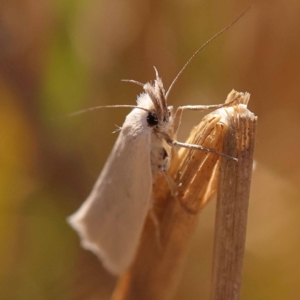 Thema holoxesta at Pomaderris Nature Reserve - 12 Nov 2023 10:41 AM