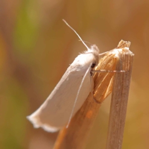 Thema holoxesta at Pomaderris Nature Reserve - 12 Nov 2023 10:41 AM