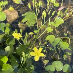 Ornduffia reniformis at Illilanga & Baroona - 13 Nov 2023