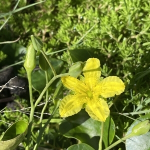 Ornduffia reniformis at Illilanga & Baroona - 13 Nov 2023