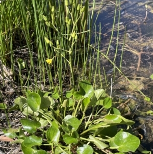 Ornduffia reniformis at Illilanga & Baroona - 13 Nov 2023