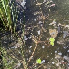 Ornduffia reniformis at Illilanga & Baroona - 13 Nov 2023 03:08 PM