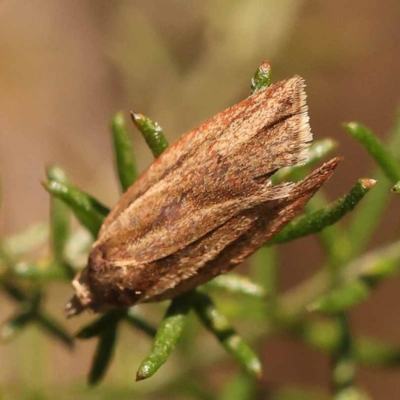 Epiphyas asthenopis (A Tortricid moth) at Pomaderris Nature Reserve - 11 Nov 2023 by ConBoekel