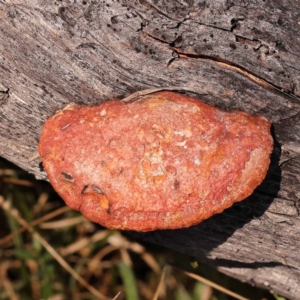 Trametes coccinea at Pomaderris Nature Reserve - 12 Nov 2023