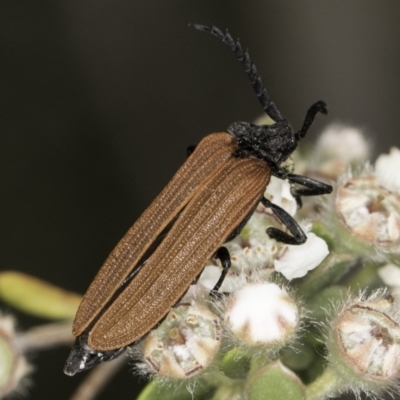 Porrostoma sp. (genus) (Lycid, Net-winged beetle) at Croke Place Grassland (CPG) - 14 Nov 2023 by kasiaaus