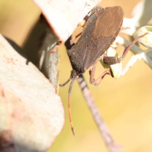 Amorbus sp. (genus) at Pomaderris Nature Reserve - 12 Nov 2023 10:47 AM