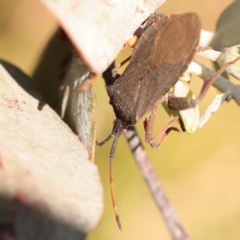 Amorbus sp. (genus) at Pomaderris Nature Reserve - 12 Nov 2023