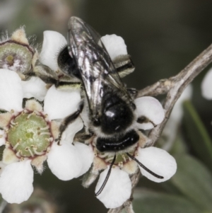 Leioproctus (Cladocerapis) sp. (genus & subgenus) at Croke Place Grassland (CPG) - 14 Nov 2023