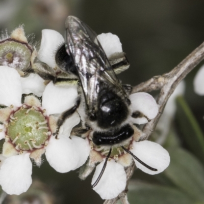 Leioproctus (Cladocerapis) sp. (genus & subgenus) (Persoonia Bee) at Croke Place Grassland (CPG) - 14 Nov 2023 by kasiaaus