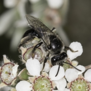 Leioproctus (Cladocerapis) sp. (genus & subgenus) at Croke Place Grassland (CPG) - 14 Nov 2023