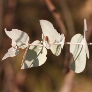 Eucalyptus cinerea subsp. cinerea at Pomaderris Nature Reserve - 19 Nov 2023 07:41 AM