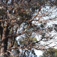 Eucalyptus cinerea subsp. cinerea at Pomaderris Nature Reserve - 19 Nov 2023 07:41 AM