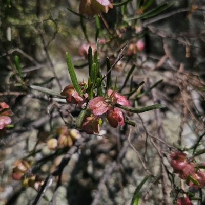 Dodonaea viscosa subsp. angustissima (Hop Bush) at QPRC LGA - 15 Nov 2023 by Csteele4
