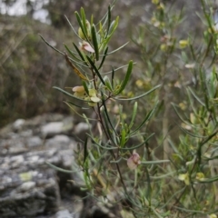 Dodonaea viscosa subsp. angustissima at QPRC LGA - 15 Nov 2023 02:23 PM