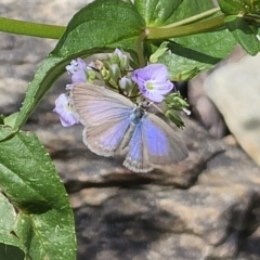 Zizina otis (Common Grass-Blue) at QPRC LGA - 15 Nov 2023 by Csteele4